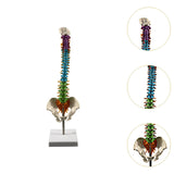Maxbell Human Spine Skeleton Statue for Demonstration Biology Class Educational Tool