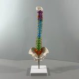 Maxbell Human Spine Skeleton Statue for Demonstration Biology Class Educational Tool