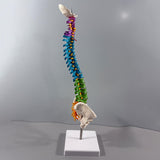 Maxbell Human Spine Skeleton Statue for Demonstration Biology Class Educational Tool