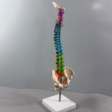 Maxbell Human Spine Skeleton Statue for Demonstration Biology Class Educational Tool