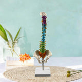Maxbell Human Spine Skeleton Statue for Demonstration Biology Class Educational Tool