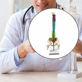 Maxbell Human Spine Model Colored Spine for Biology Class Demonstration School Study