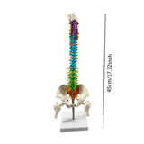 Maxbell Human Spine Model Colored Spine for Biology Class Demonstration School Study