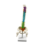 Maxbell Human Spine Model Colored Spine for Biology Class Demonstration School Study