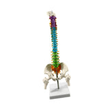 Maxbell Human Spine Model Colored Spine for Biology Class Demonstration School Study