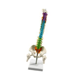 Maxbell Human Spine Model Colored Spine for Biology Class Demonstration School Study