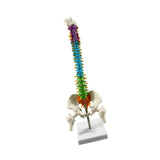 Maxbell Human Spine Model Colored Spine for Biology Class Demonstration School Study
