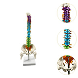 Maxbell Human Spine Model Colored Spine for Biology Class Demonstration School Study