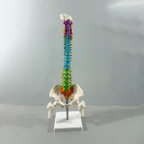 Maxbell Human Spine Model Colored Spine for Biology Class Demonstration School Study