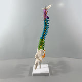 Maxbell Human Spine Model Colored Spine for Biology Class Demonstration School Study