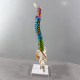Maxbell Human Spine Model Colored Spine for Biology Class Demonstration School Study