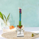 Maxbell Human Spine Model Colored Spine for Biology Class Demonstration School Study