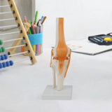 Maxbell Human Elbow Joint Model Demonstration Supplies for Science Classroom Student