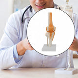 Maxbell Human Elbow Joint Model Demonstration Supplies for Science Classroom Student