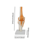 Maxbell Human Elbow Joint Model Demonstration Supplies for Science Classroom Student