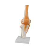Maxbell Human Elbow Joint Model Demonstration Supplies for Science Classroom Student