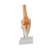 Maxbell Human Elbow Joint Model Demonstration Supplies for Science Classroom Student