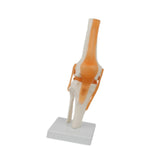 Maxbell Human Elbow Joint Model Demonstration Supplies for Science Classroom Student