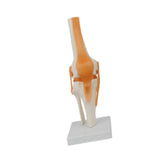 Maxbell Human Elbow Joint Model Demonstration Supplies for Science Classroom Student