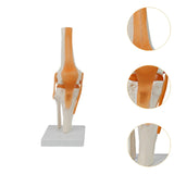 Maxbell Human Elbow Joint Model Demonstration Supplies for Science Classroom Student