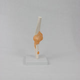 Maxbell Human Elbow Joint Model Demonstration Supplies for Science Classroom Student