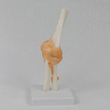 Maxbell Human Elbow Joint Model Demonstration Supplies for Science Classroom Student