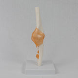 Maxbell Human Elbow Joint Model Demonstration Supplies for Science Classroom Student