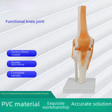 Maxbell Human Elbow Joint Model Demonstration Supplies for Science Classroom Student