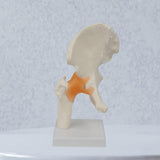 Maxbell Ligament Hip Joint Model Sturdy Teaching Aids for Office School Bone Doctors