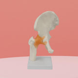 Maxbell Ligament Hip Joint Model Sturdy Teaching Aids for Office School Bone Doctors