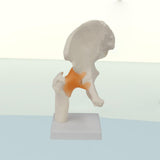 Maxbell Ligament Hip Joint Model Sturdy Teaching Aids for Office School Bone Doctors