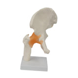 Maxbell Ligament Hip Joint Model Sturdy Teaching Aids for Office School Bone Doctors