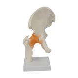 Maxbell Ligament Hip Joint Model Sturdy Teaching Aids for Office School Bone Doctors