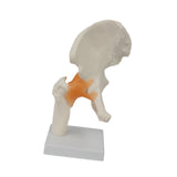 Maxbell Ligament Hip Joint Model Sturdy Teaching Aids for Office School Bone Doctors