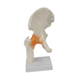 Maxbell Ligament Hip Joint Model Sturdy Teaching Aids for Office School Bone Doctors