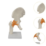 Maxbell Ligament Hip Joint Model Sturdy Teaching Aids for Office School Bone Doctors
