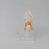 Maxbell Ligament Hip Joint Model Sturdy Teaching Aids for Office School Bone Doctors