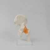 Maxbell Ligament Hip Joint Model Sturdy Teaching Aids for Office School Bone Doctors