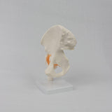 Maxbell Ligament Hip Joint Model Sturdy Teaching Aids for Office School Bone Doctors
