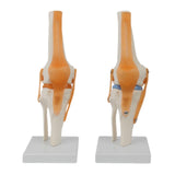 Maxbell Human Knee Joint Model Wear Resistant Scientific Model for Classroom Lab Office Type A