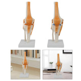 Maxbell Human Knee Joint Model Wear Resistant Scientific Model for Classroom Lab Office Type A