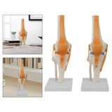 Maxbell Human Knee Joint Model Wear Resistant Scientific Model for Classroom Lab Office Type A