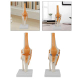 Maxbell Human Knee Joint Model Wear Resistant Scientific Model for Classroom Lab Office Type A