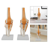 Maxbell Human Knee Joint Model Wear Resistant Scientific Model for Classroom Lab Office Type A