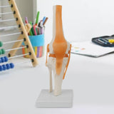 Maxbell Human Knee Joint Model Wear Resistant Scientific Model for Classroom Lab Office Type A