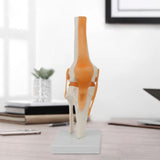 Maxbell Human Knee Joint Model Wear Resistant Scientific Model for Classroom Lab Office Type A