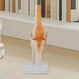 Maxbell Human Knee Joint Model Wear Resistant Scientific Model for Classroom Lab Office Type A