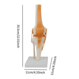 Maxbell Human Knee Joint Model Wear Resistant Scientific Model for Classroom Lab Office Type A