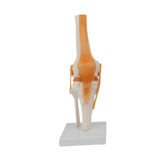 Maxbell Human Knee Joint Model Wear Resistant Scientific Model for Classroom Lab Office Type A