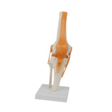Maxbell Human Knee Joint Model Wear Resistant Scientific Model for Classroom Lab Office Type A